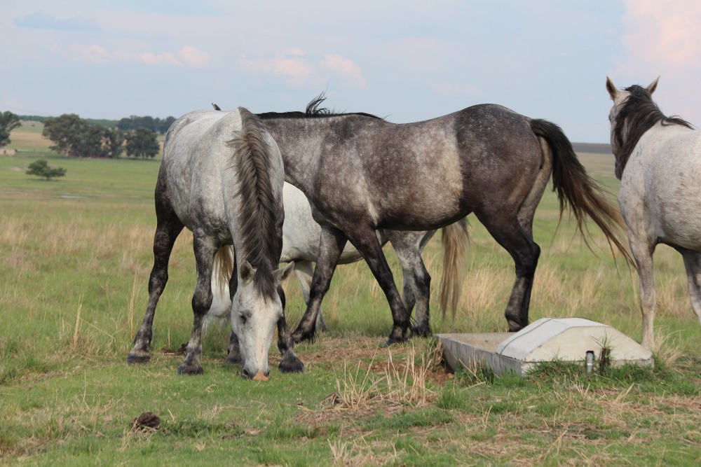Pure bred percheron sport horses010.jpg